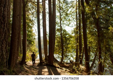 White Pine Beach Trail, Deep Forest Opens Into Beautiful Sunny Open Waters.