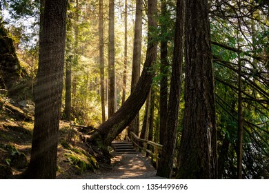 White Pine Beach Trail. Sun Rays Shine Through Trees That Provide Beautiful Luminance 