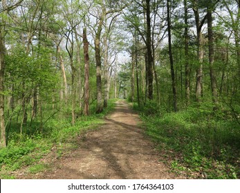 White Pine And Hardwood Trees In Spring