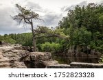 White pine that is rather iconic landmark in Interstate State Park, Taylors Falls, Minnesota along the Dalles of the St. Croix River with bluffs on the opposite shoreline in Wisconsin.