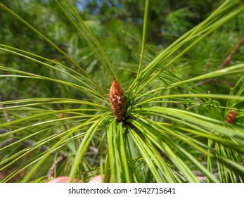 White Pine Tree Identification In Spring