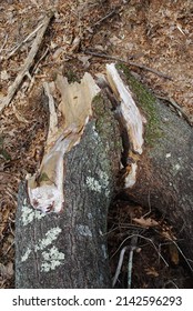 White pine tree trunk log snapped, splintered in half