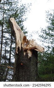 White pine tree trunk log snapped, splintered in half