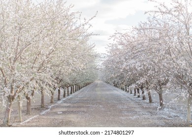 White And Pink Almond Tree Orchard Blossoms And Farm