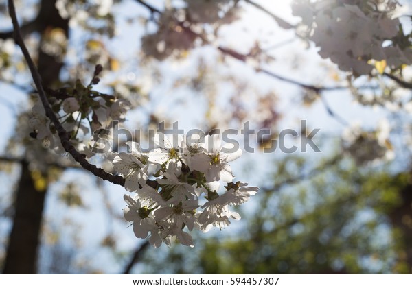White Pink Apple Blossom Tree Leaves Stock Photo Edit Now