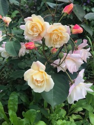 Color Blanco, Rosa Y Albaricoque Híbrido Musk Rose Apricot Bells Flores En Un Jardín En Julio De 2021