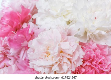 White and pink background of flowers peonies