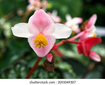 White Pink Begonia Grandis Alba ,Begoniaceae Flower Plants, Truly Hardy Begonia ,Shukaidou ,bulb Plant With Soft Selective Focus ,macro Image ,closeup Pink Flower Tropical 