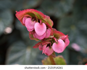 White Pink Begonia Grandis Alba ,Begoniaceae Flower Plants, Truly Hardy Begonia ,Shukaidou ,bulb Plant With Soft Selective Focus ,macro Image ,closeup Pink Flower Tropical 