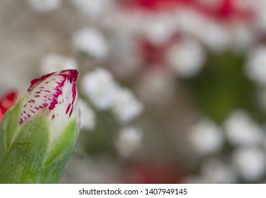 White and pink carnation bud