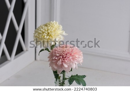 White and Pink Chrysant flower or Gompie flower with brigt background. Chrysanthemum morifolium. Bunga Krisan