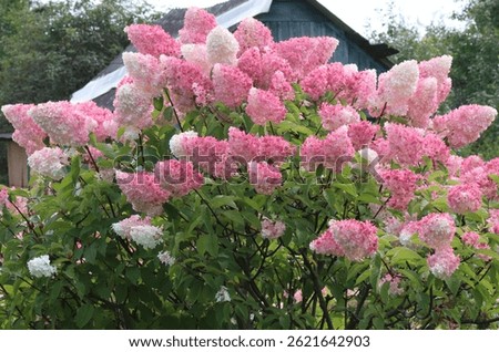 White and pink color Hydrangea Paniculate flowers in a garden in August 2023. Idea for postcards, greetings, invitations, posters and Birthday decoration, background