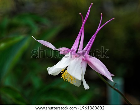 White and pink columbine flower (Aquilegia) blooms mid-spring, close-up