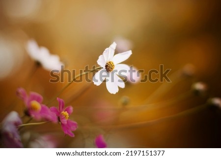 Similar – Image, Stock Photo wimps Flowerpot Plant