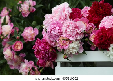 White, pink and crimson peonies in a white wooden box. Peonies in the spring garden.
 - Shutterstock ID 655210282