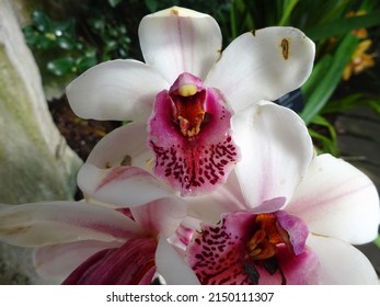 White And Pink Cymbidium Boat Orchids