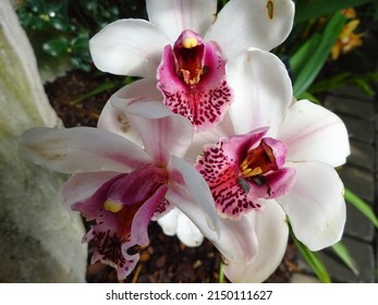 White And Pink Cymbidium Boat Orchids