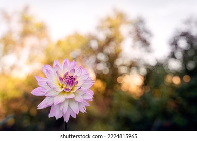 White And Pink Dahlia Flower On A Golden Bokeh Bg, Sunlit September Garden