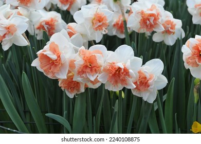 White and pink Double daffodils (Narcissus) My Story bloom in a garden in April - Shutterstock ID 2240108875