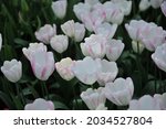 White with pink edges Triumph tulips (Tulipa) Graceland bloom in a garden in April