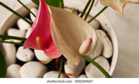 White And Pink Elephant Ear Flower Object,