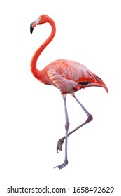 Белый розовый фламинго свернул в форме сердца шею и положение стоя, ноги закрываются, поднимают одну ногу, изолированы на белом фоне. У этого есть контур обрезки.