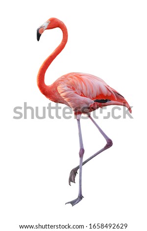 White Pink Flamingo curled heart shaped neck and standing posture, legs close, raise one leg, Isolated on white background. This has clipping path.