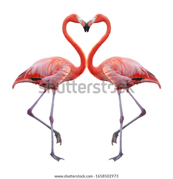 White Pink Flamingo Curled Heart Shaped Stock Photo 1658502973 ...