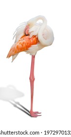 White Pink Flamingo curled neck and standing posture, legs close, raise one leg, Isolated on white background. This has clipping path.