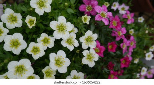 White And Pink Flowering Saxifrage Alpine Plant