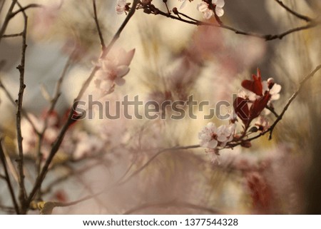 Similar – Cherry blossom | pink ornamental flower