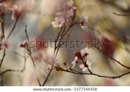 Similar – Cherry blossom | pink ornamental flower