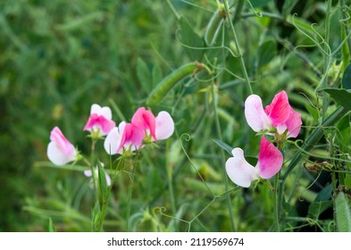 White Pink Flowers Of Decorative Sweet Pea Close-up