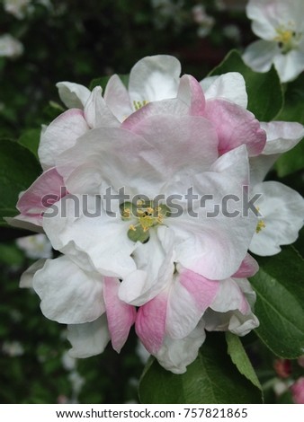 white pink flowers on the bushes at summer