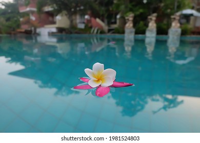 White and pink flowers on the pool.Free space for Text. The background. - Powered by Shutterstock