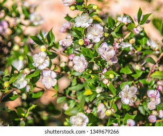 White pink flowers of a plant ligustrum on a background of stones in nature - Shutterstock ID 1349679266