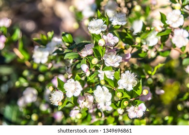 White pink flowers of a plant ligustrum on a background of stones in nature - Shutterstock ID 1349696861