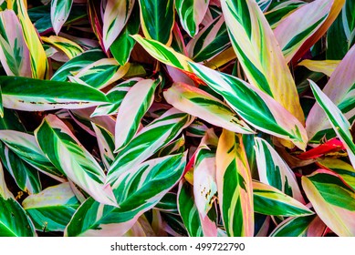 White, Pink And Green Leaf Plant Texture, Leaf Background In Garden.