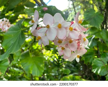 White And Pink Hawaiian Flowers