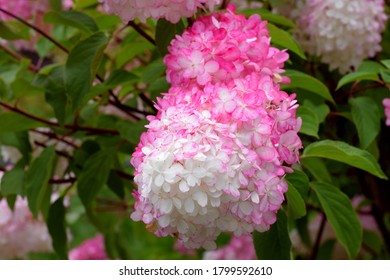 85 imágenes de Vanilla strawberry hydrangea - Imágenes, fotos y vectores de  stock | Shutterstock