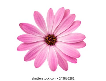 White and Pink Osteospermum Daisy or Cape Daisy Flower Flower Isolated over White Background. Macro Closeup - Powered by Shutterstock