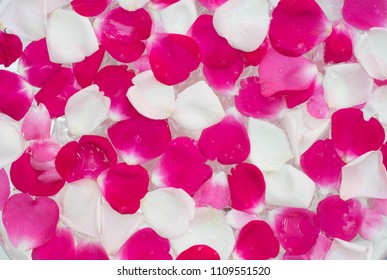 white, pink, red rose flowerpetals  in water closeup