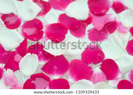 white, pink, red rose flowerpetals  in water closeup