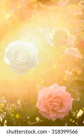 White and pink roses in the rays of the setting sun, backlit