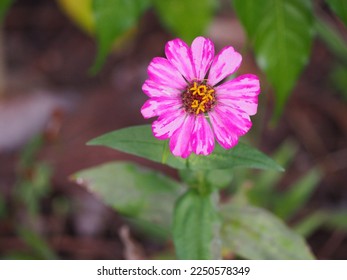 White pink shaded colors flowers of Zinnia elegans or known as youth-and-age or common zinnia or elegant zinnia or Zinnia violacea or Crassina elegans blooming in the garden  - Shutterstock ID 2250578349