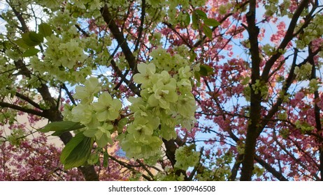 White and pink spring tree blossoms with blue sky background in residential area od Hradec Králové in Czech Republic 