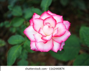 White And Pink Tipped Rose - Ella, Sri Lanka