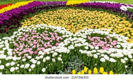 White And Pink Tulip Flowers In The Shape Of A Figure Eight. Background Image Of Nature With Beautiful Spring Flowers.