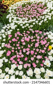 White And Pink Tulip Flowers In The Shape Of A Figure Eight. Background Image Of Nature With Beautiful Spring Flowers. Vertical Photo.