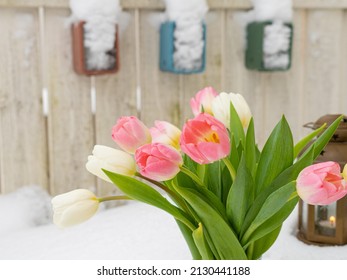 White and pink tulips donut and lanterns on snow Spring concept. congratulations on March 8, Easter